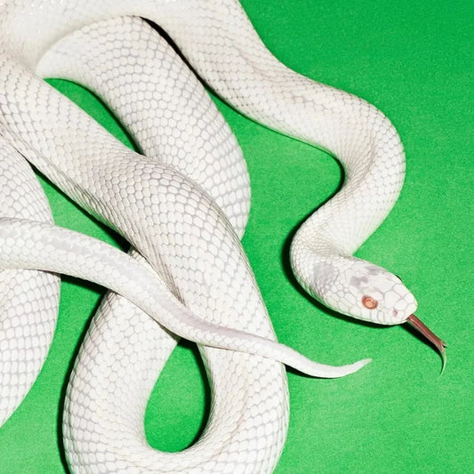 Deftones – Private Music (First Edition Clear Vinyl LP) cover